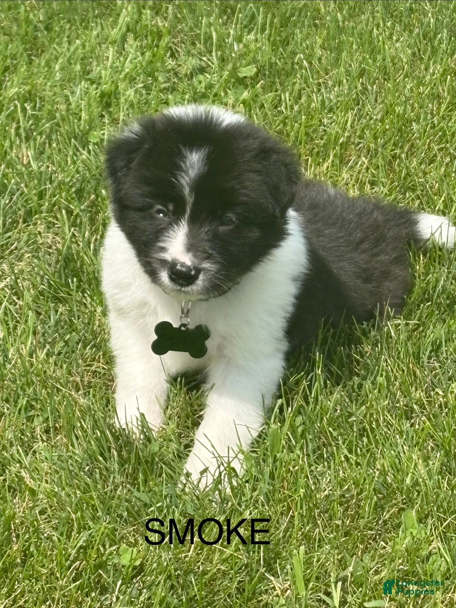 Border Collie dogs SMOKE  - Ad 1