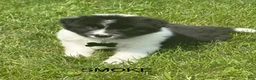 Border Collie dogs for sale: SMOKE  - Ad 1