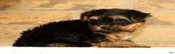 Yorkshire Terrier dogs for sale: Sophia - Ad 6