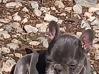 English Bulldog dogs English Bulldog Puppy 1 - Ad 2