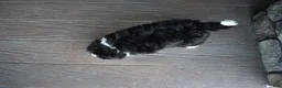 Mini Bernedoodle dogs for sale: Cody - Ad 14