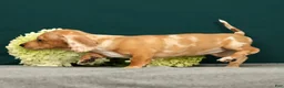Miniature Dachshund dogs for sale: Paris - Ad 4