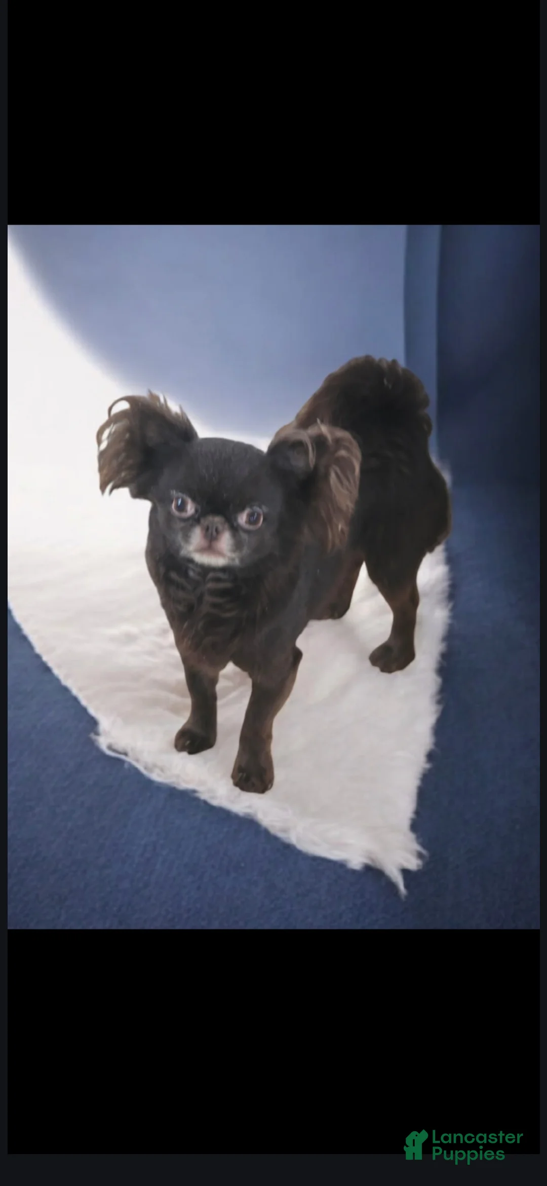 Chihuahua dogs for sale: Lizzy  - Ad 8