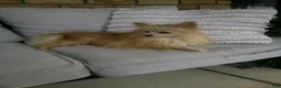 Pomeranian dogs for sale: Muffin - Ad 6