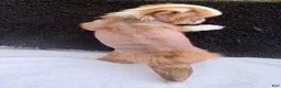 Mixed Breed dogs for sale: Little Henry  - Ad 15