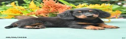 Miniature Dachshund dogs for sale: Toby - Ad 5
