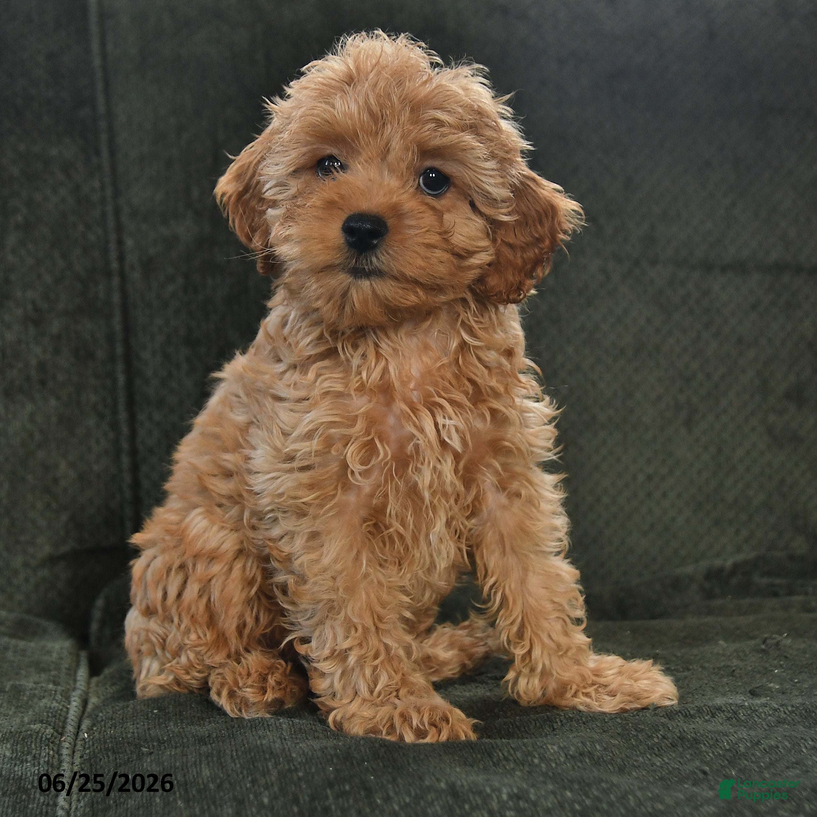 Cockapoo dogs Hickory - Ad 1