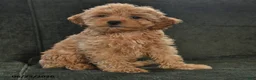 Cockapoo dogs for sale: Hickory - Ad 1