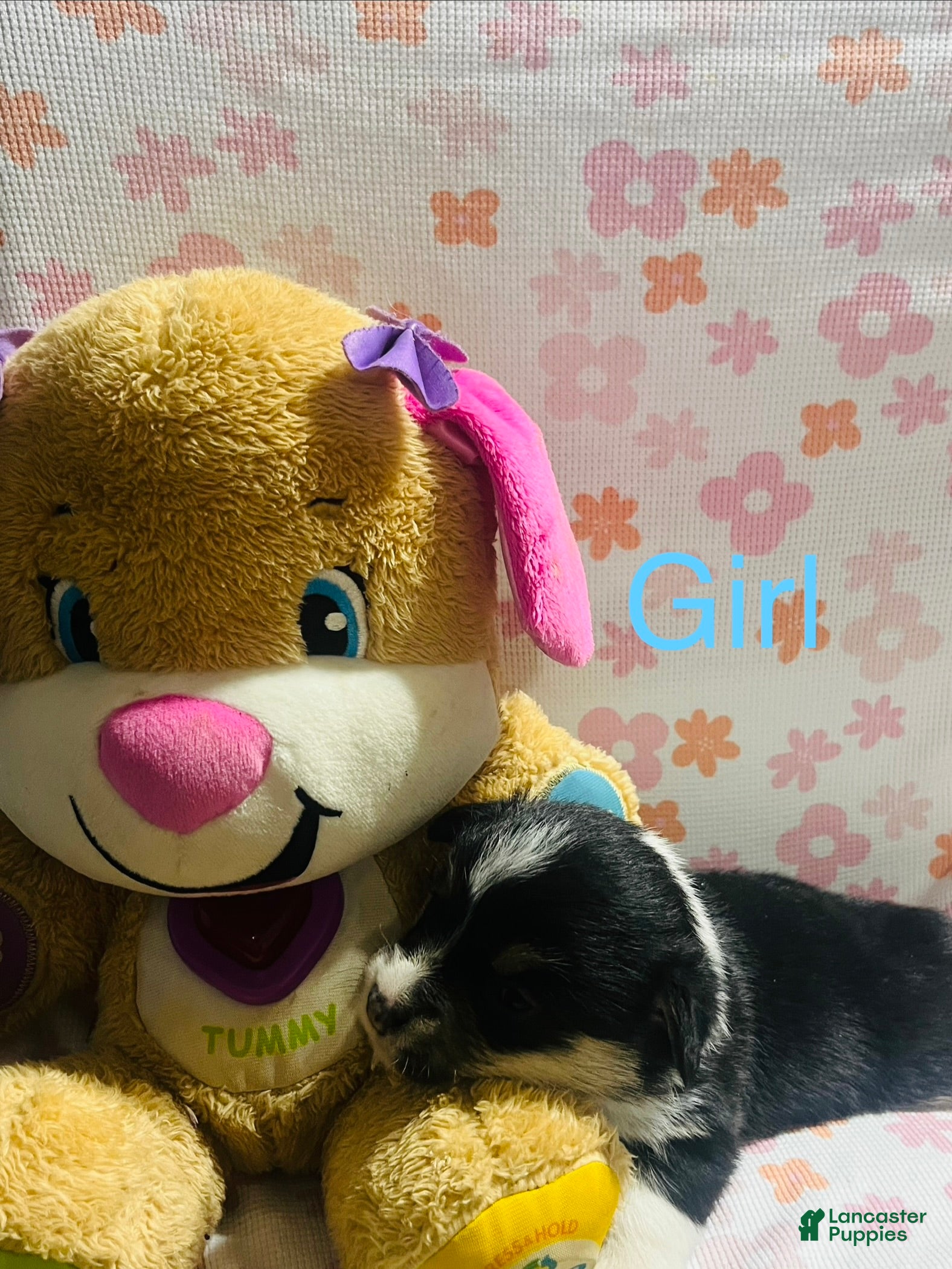 Welsh Corgi Pembroke dogs for sale: Welsh Corgi Pembroke Puppy 2 - Ad 2