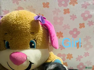 Welsh Corgi Pembroke dogs Welsh Corgi Pembroke Puppy 2 - Ad 1