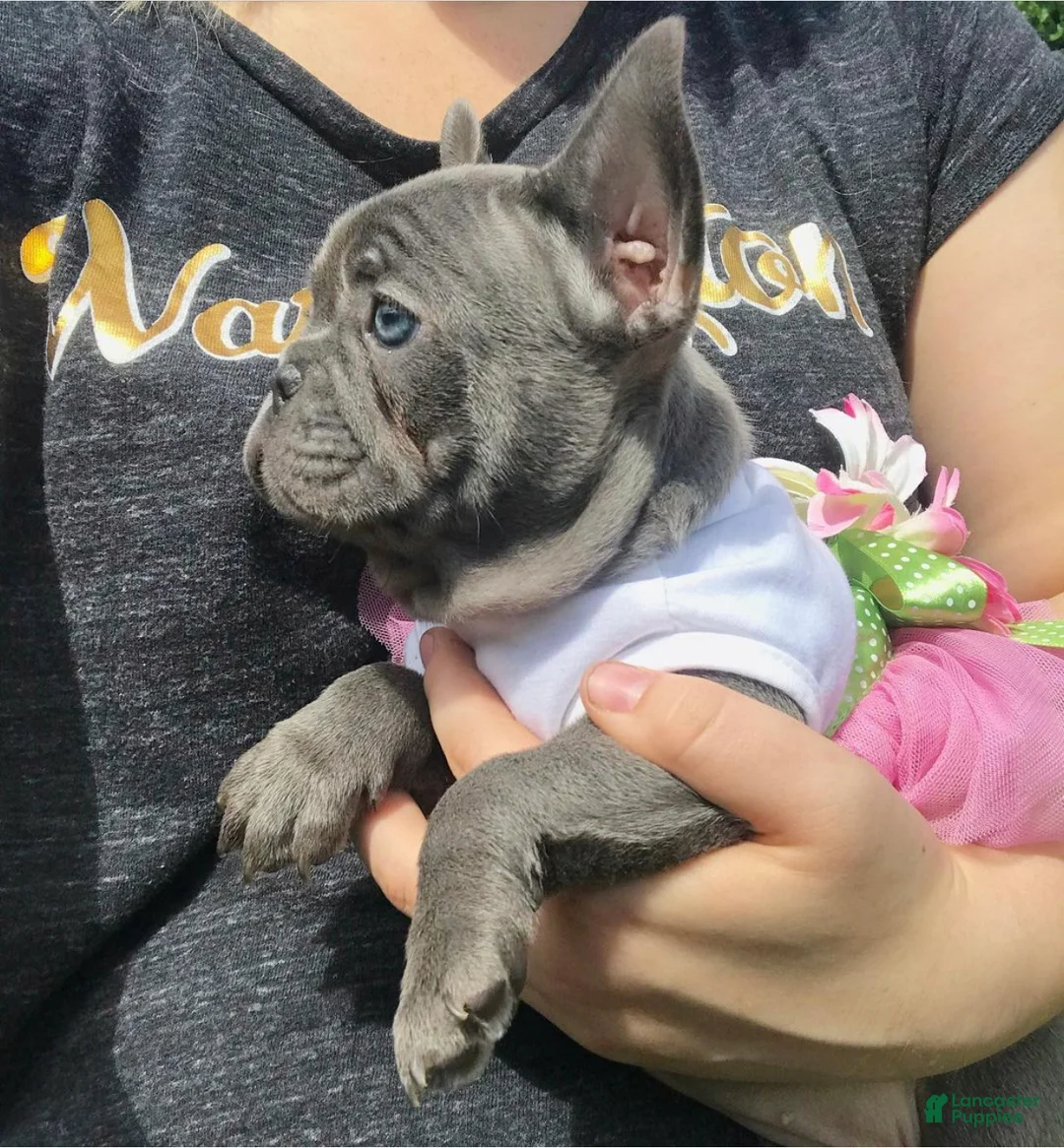 French Bulldog dogs for sale: Lexi Blue Eyes Blue Frenchie Pup - Ad 1