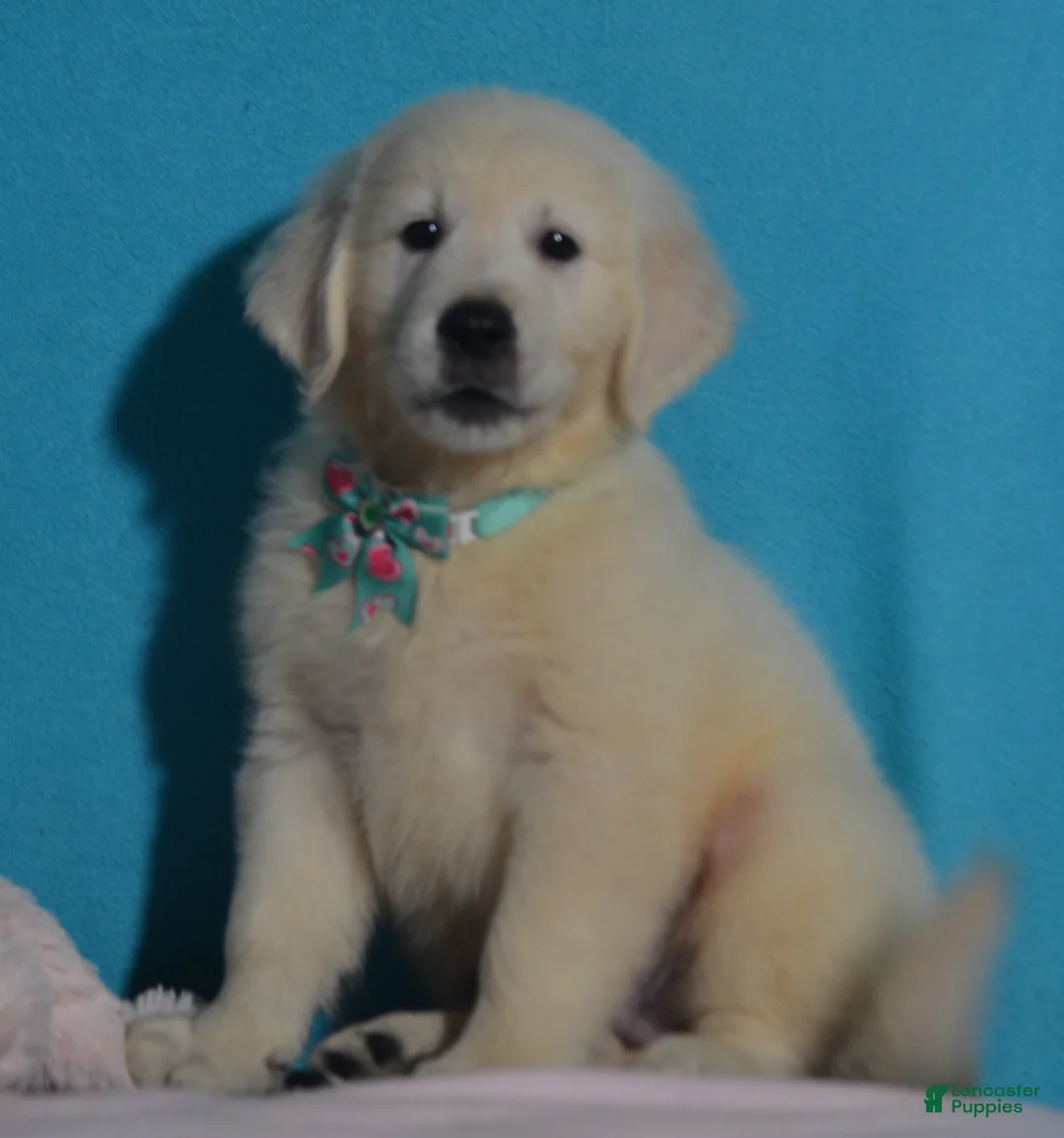 Golden Retriever dogs for sale: Taylor - Ad 3