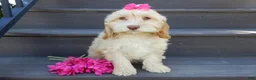 Cockapoo dogs for sale: Gracie - Ad 5