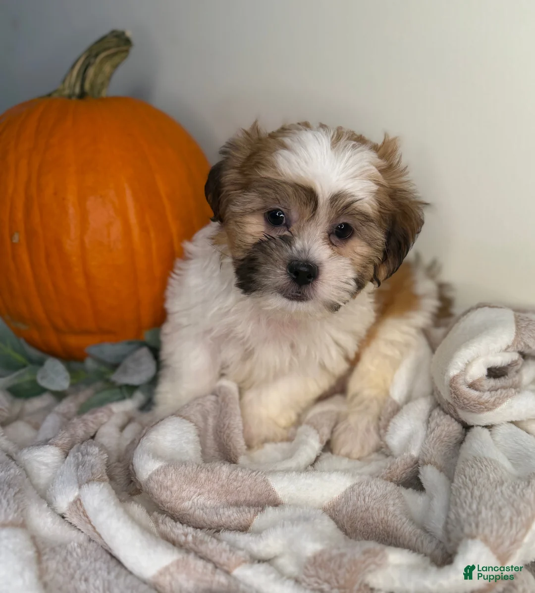 Maltipoo dogs for sale: Winston  - Ad 1