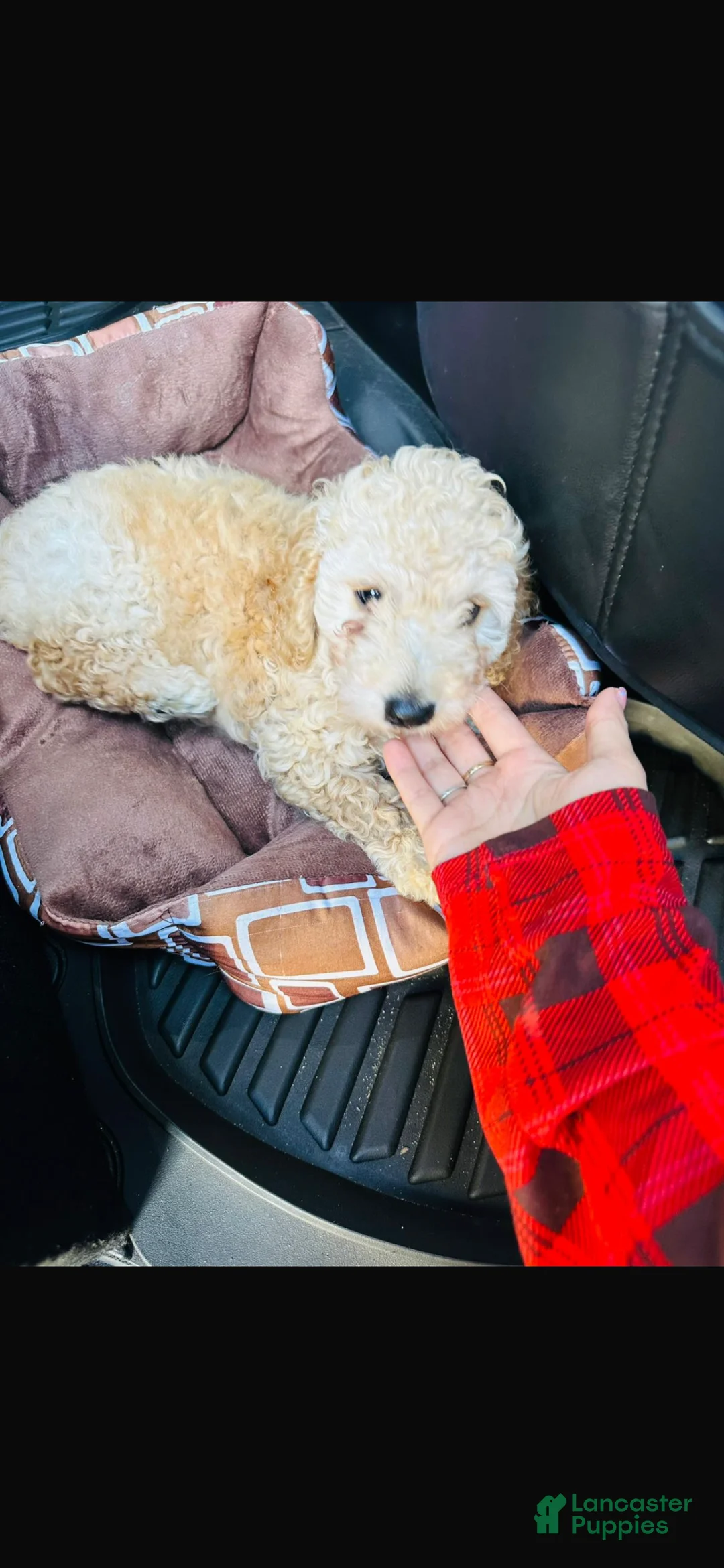 Mini Goldendoodle dogs for sale: Teddy - Ad 2