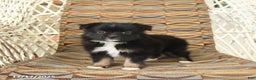 Toy Australian Shepherd dogs for sale: Cricket - Ad 4