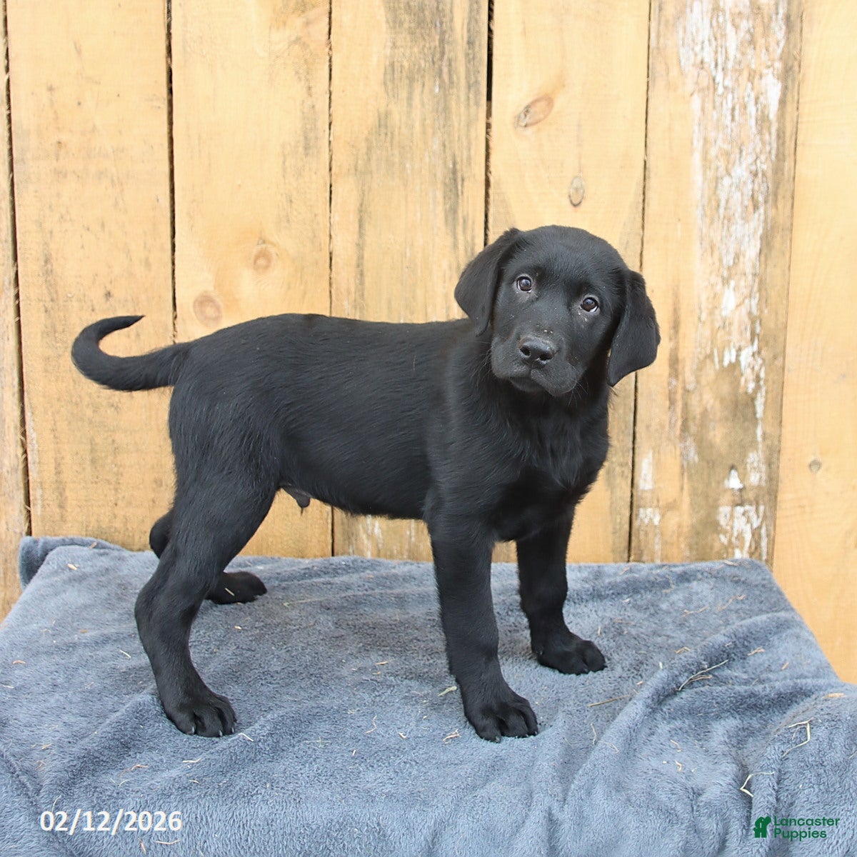 Labrador Retriever dogs Baxter - Ad 2