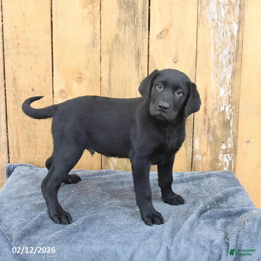 Labrador Retriever dogs for sale: Baxter - Ad 1