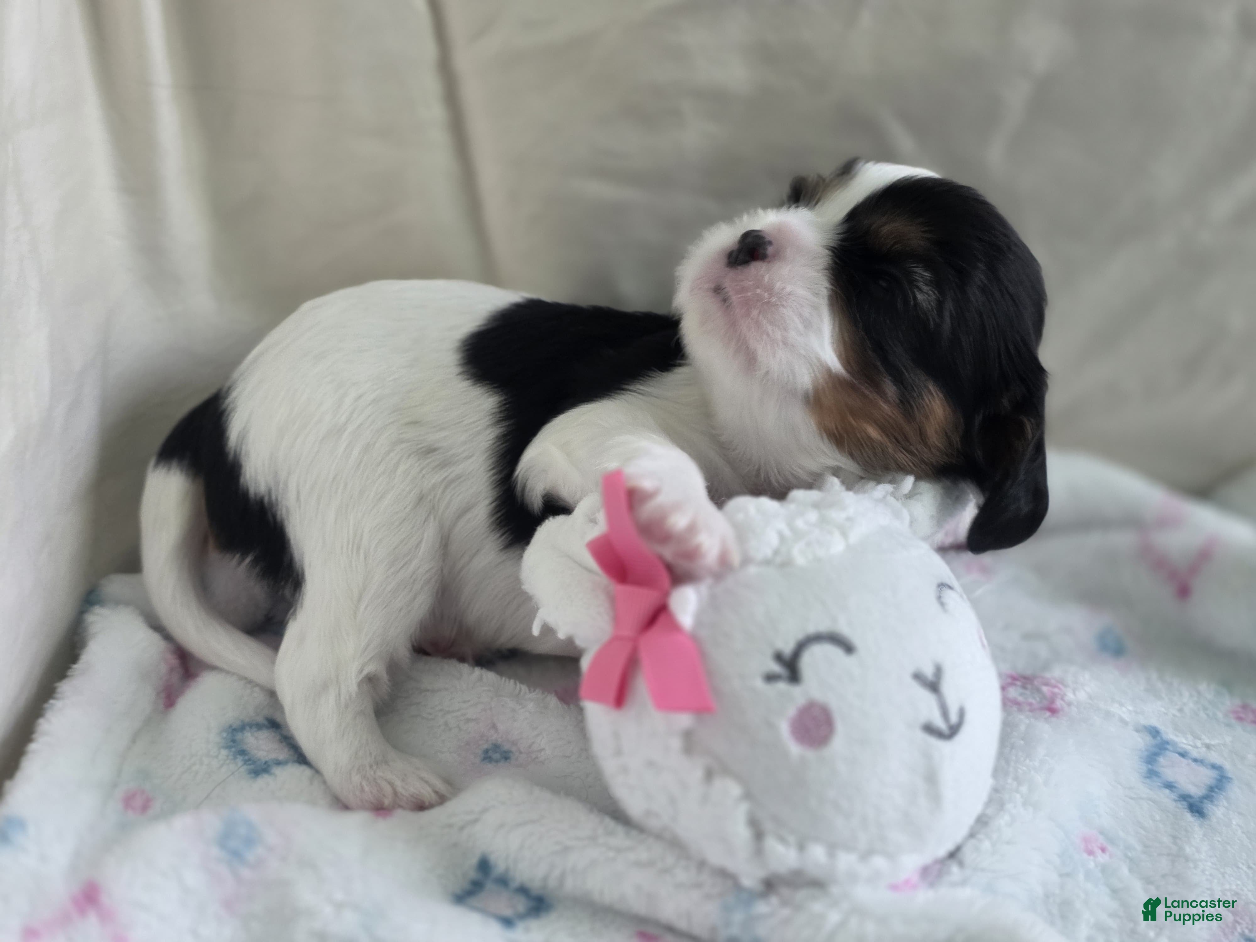 Cavalier King Charles Spaniel dogs Bambi - Ad 1