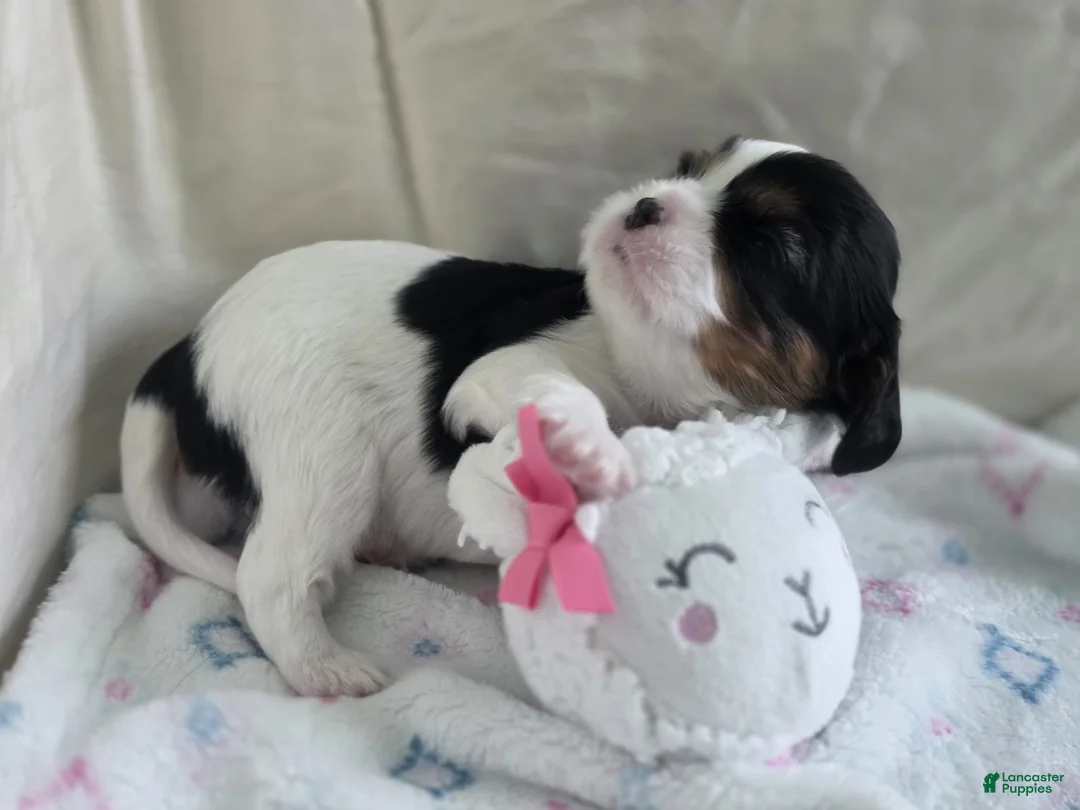 Cavalier King Charles Spaniel dogs for sale: Bambi - Ad 1