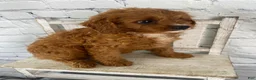 Cavapoo dogs for sale: Daisy - Ad 6