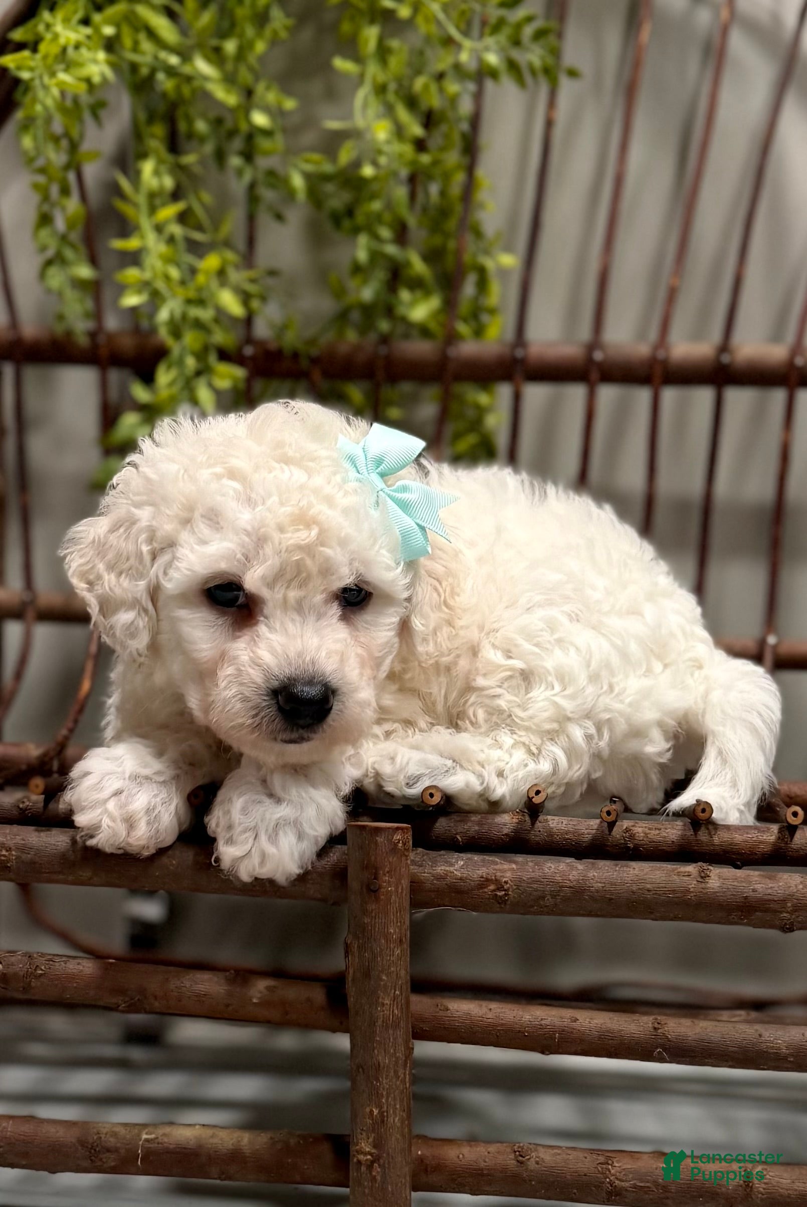 Bichon Frise dogs ACA Maverick  - Ad 2