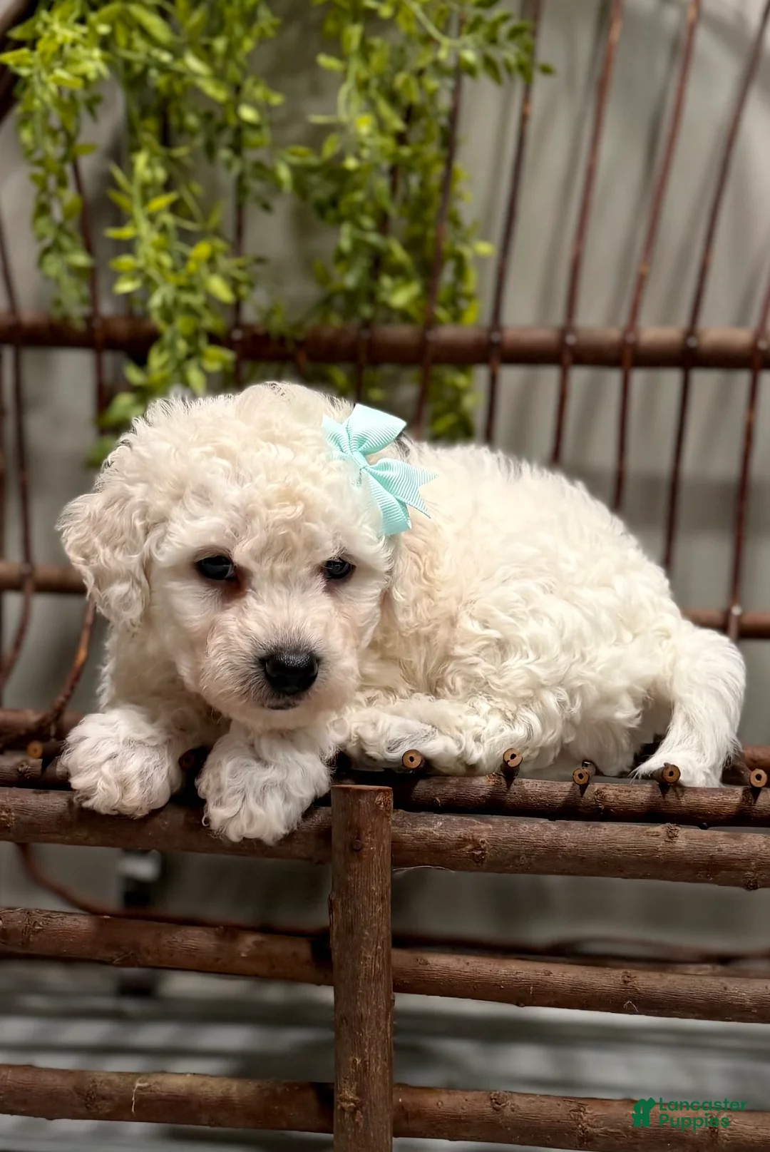Bichon Frise dogs for sale: ACA Maverick  - Ad 2
