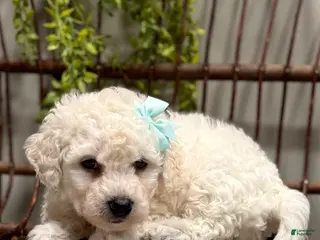 Bichon Frise dogs for sale: ACA Maverick - Ad 4