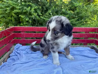 Australian Shepherd dogs for sale: Emerson - Ad 4