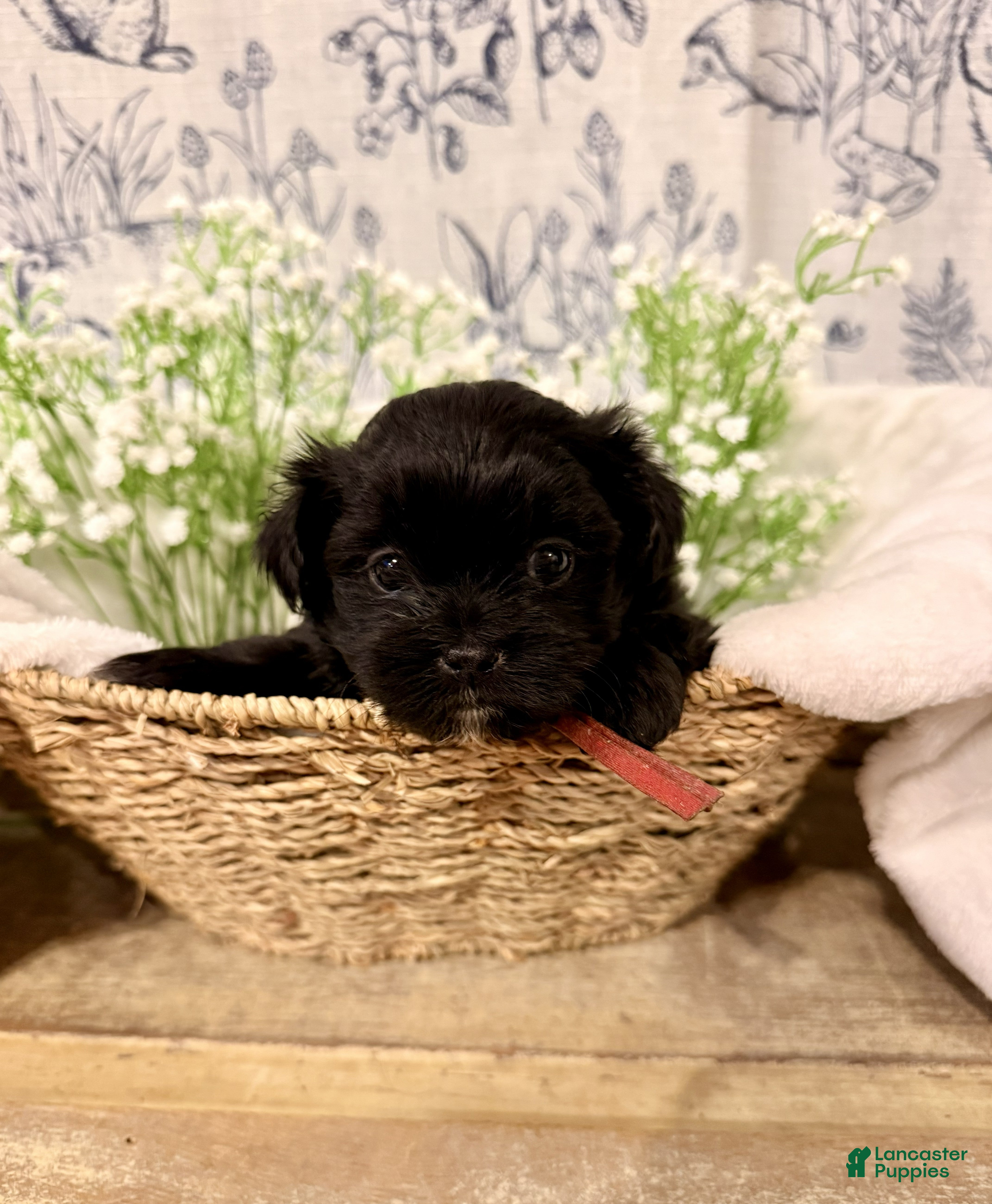 Shihpoo dogs Porter - Ad 29