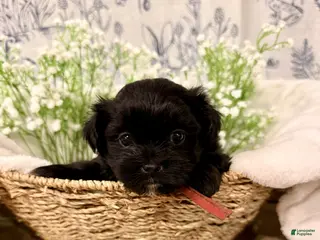 Shihpoo dogs Porter - Ad 29