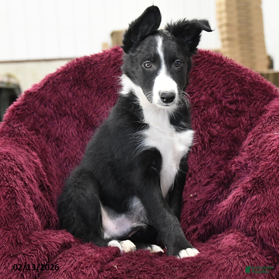 Border Collie dogs Hickory - Ad 2