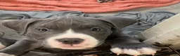 American Bully dogs for sale: Princess  - Ad 1