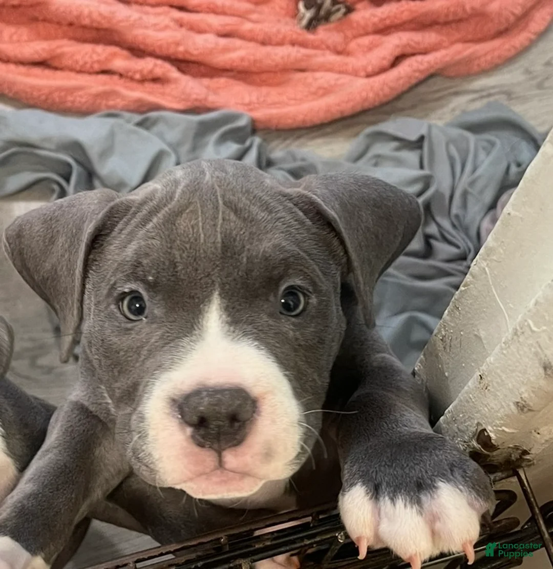 American Bully dogs for sale: Princess  - Ad 1