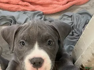 American Bully dogs for sale: Princess - Ad 1