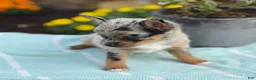 Chihuahua dogs for sale: Koda - Ad 5