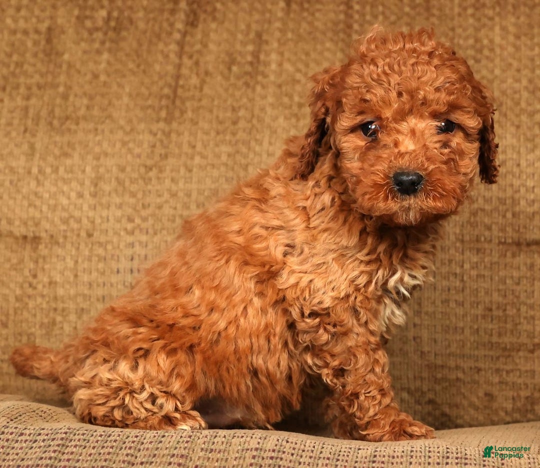 Mini Goldendoodle dogs for sale: Luke - Ad 7