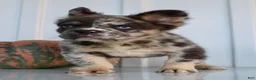 French Bulldog dogs for sale: Dakota Male AKC Fluffy French Bulldog - Ad 4