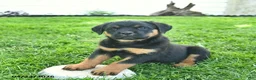 Rottweiler dogs for sale: Belle  - Ad 5