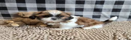 Shih Tzu dogs for sale: Mac - Ad 2