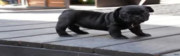 French Bulldog dogs for sale: Stitch - Ad 2