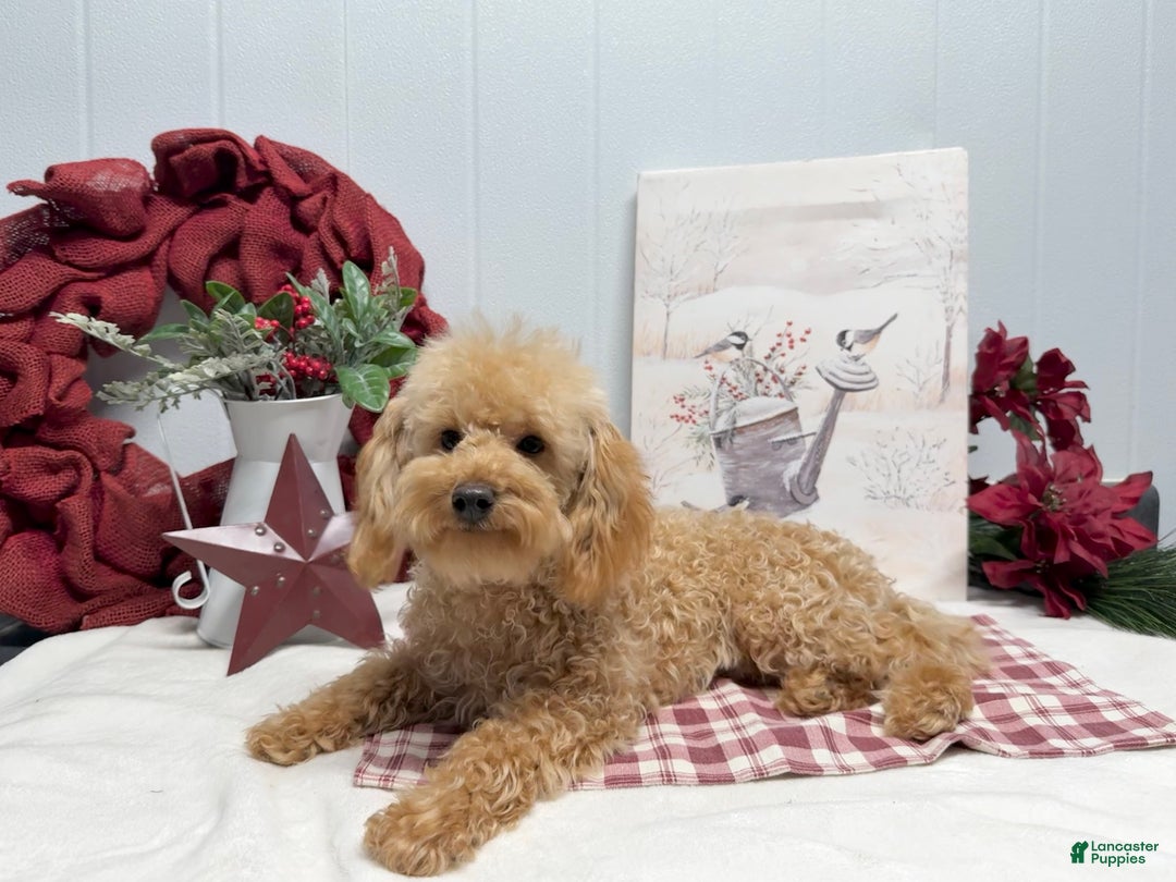 Toy Poodle dogs for sale: Eduardo - Ad 1