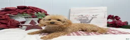 Toy Poodle dogs for sale: Eduardo - Ad 1