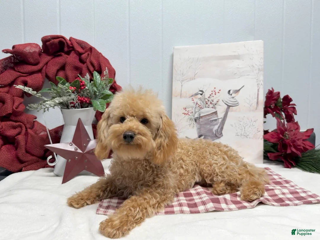 Toy Poodle dogs for sale: Eduardo - Ad 1