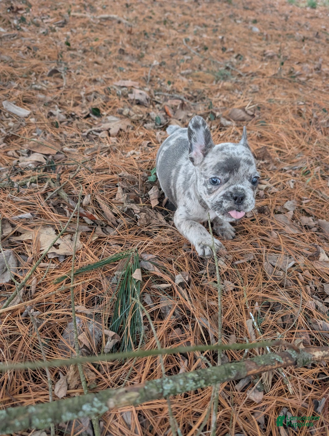 French Bulldog dogs for sale: Earl Gray - Ad 3