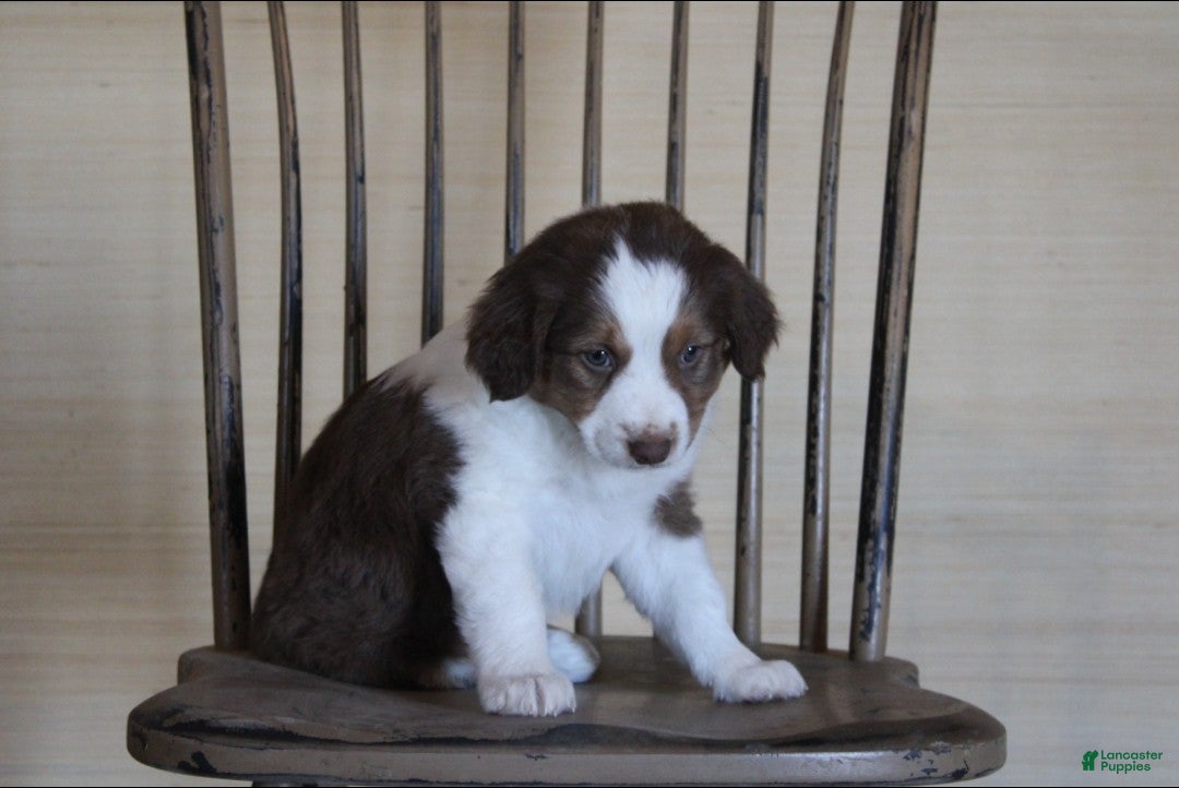 Australian Shepherd dogs Brownie - Ad 3