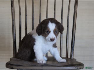 Australian Shepherd dogs Brownie - Ad 1