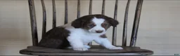 Australian Shepherd dogs for sale: Brownie - Ad 1