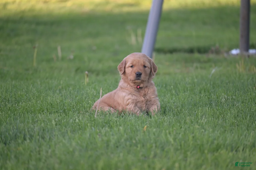 Golden Retriever dogs for sale: Summer - Ad 2