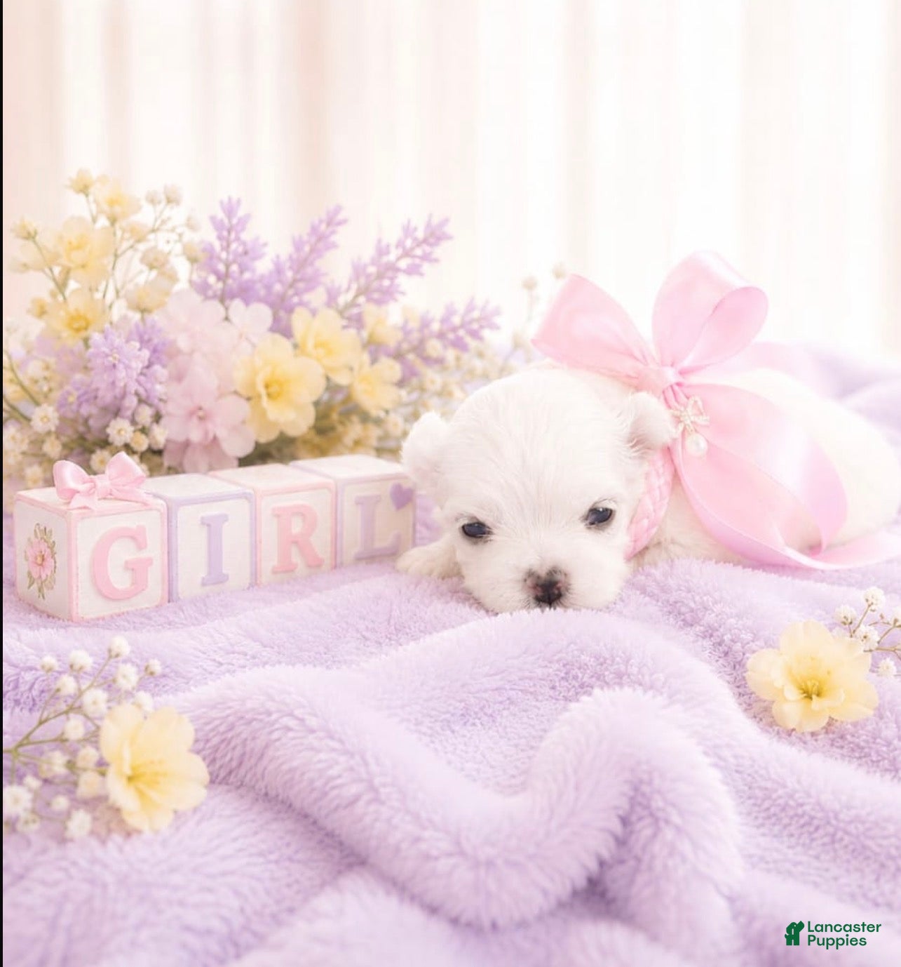 Maltese dogs Maltese Puppy 3 - Ad 1